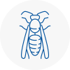Southsea Wasp Nest Removal